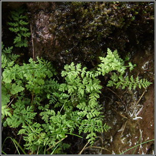 Brittle Bladder-fern, Cystopteris fragilis