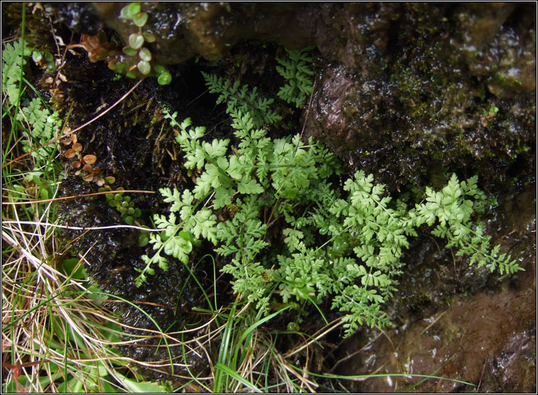 Brittle Bladder-fern, Cystopteris fragilis