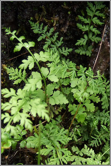 Brittle Bladder-fern, Cystopteris fragilis