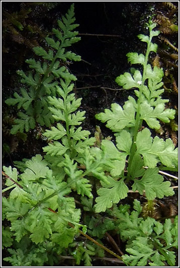 Brittle Bladder-fern, Cystopteris fragilis