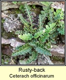 rusty-back