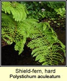 shield-fern, hard