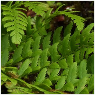 Hard Shield-fern, Polystichum aculeatum