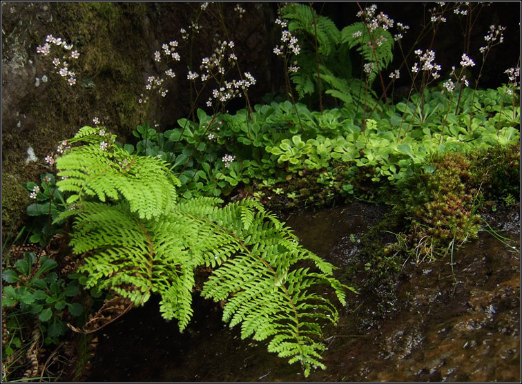 Hard Shield-fern, Polystitchum aculeatum