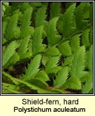 shield-fern, hard