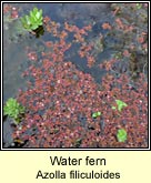 water fern