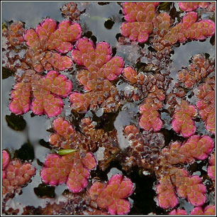 Water Fern, Azolla filiculoides