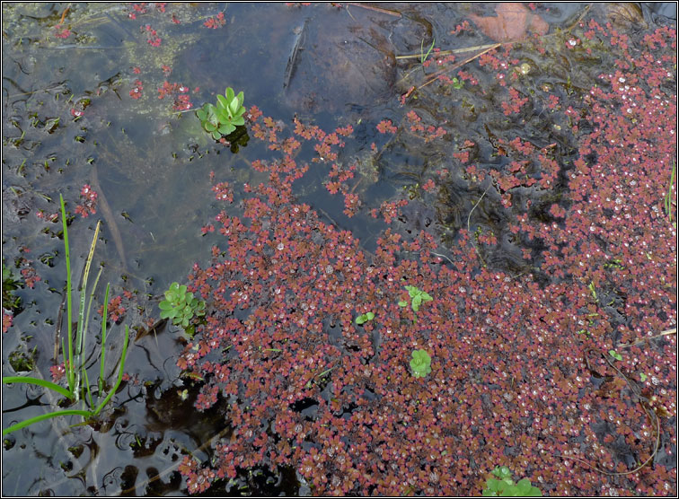 Water Fern, Azolla filiculoides