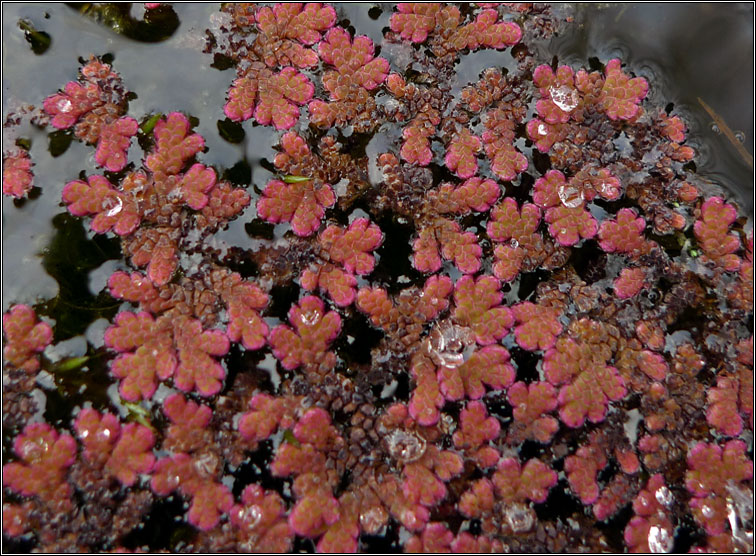 Water Fern, Azolla filiculoides