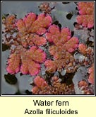 water fern