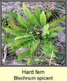 hard fern