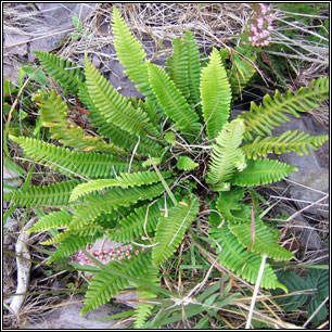 Hard Fern, Blechnum spicant