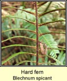 hard fern