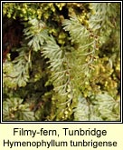 filmy-fern,tunbridge