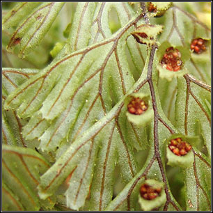 Tunbridge Filmy-fern, Hymenophyllum tunbrigense