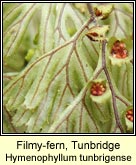 filmy-fern,tunbridge