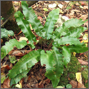 Hart's-tongue Fern, Phyllitis scolopendrium