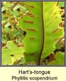 harts-tongue