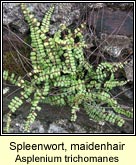 spleenwort,maidenhair