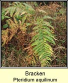 bracken