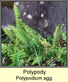 polypody