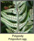 polypody