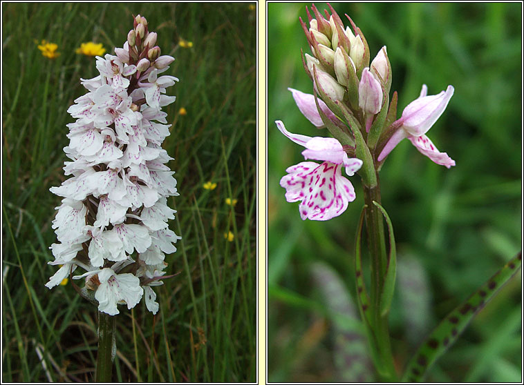 Heath Spotted-orchid, Dactylorhiza maculata, Na circíní