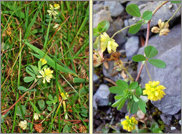 Lesser Trefoil, Trifolium dubium, Seamrg