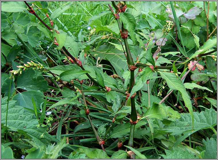 Water-pepper, Persicaria hydropiper, Biorphiobar
