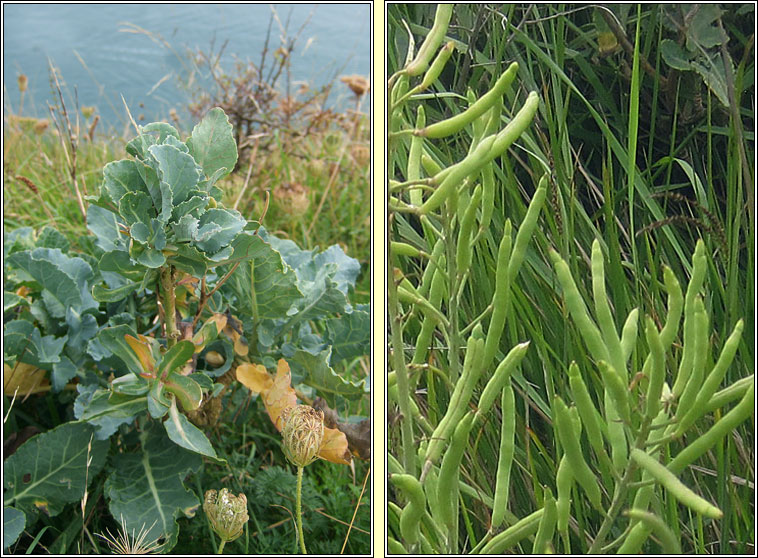 Wild Cabbage, Brassica oleracea var oleracea, Cabiste fiin