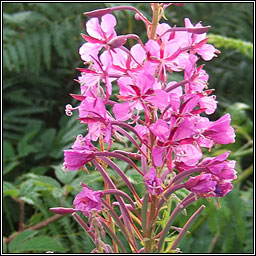 Rosebay Willowherb, Chamaenerion angustifolium, Lus na tine