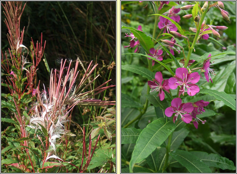 Rosebay Willowherb, Chamaenerion angustifolium, Lus na tine