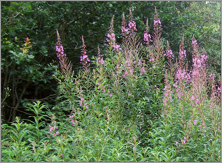 Rosebay Willowherb, Chamaenerion angustifolium, Lus na tine