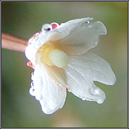 New Zealand Willowherb, Epilobium brunnescens, Saileachn sraoilleach