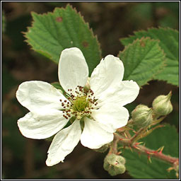 Bramble, Rubus fruticosus, Dris