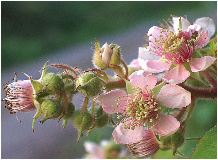 Bramble, Rubus fruticosus, Dris
