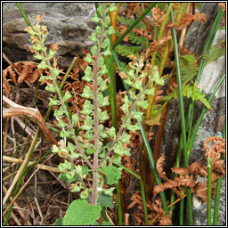 Wood Sage, Teucrium scorodonia, Ir slibhe