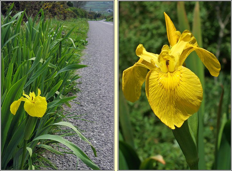 Yellow Flag Iris, Iris pseudacorus, Feileastram