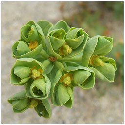 Sea Spurge, Euphorbia paralias, Bainne lana