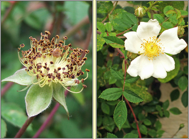 Field-rose x Short-styled Field-rose, Rosa x pseudorusticana