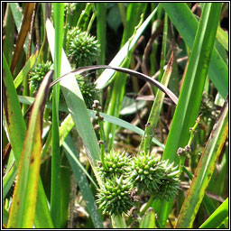 Branched Bur-reed, Sparganium erectum, Rsheisc