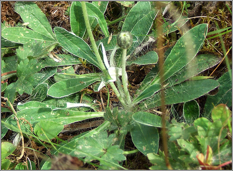 Mouse-ear Hawkweed, Pilosella officinarum, Searbh na muc
