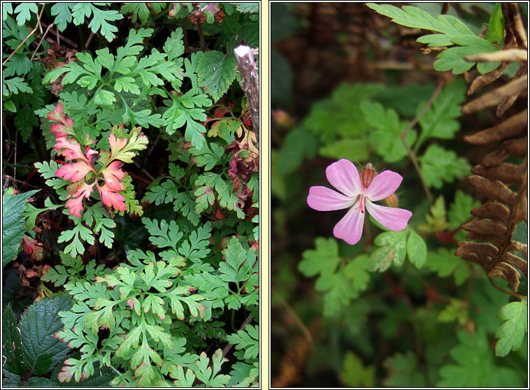 Herb-robert, Geranium robertianum, Ruithal r