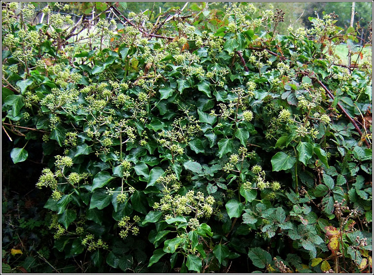 Atlantic Ivy, Hedera hibernica, Eidhnen