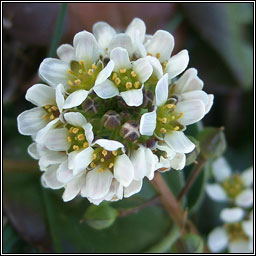 Common Scurvygrass, Cochlearia officinalis, Biolar tr