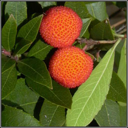 Strawberry Tree, Arbutus unedo, Caithne