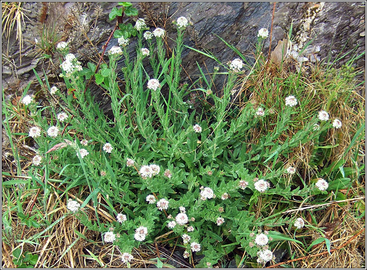 Smith's Pepperwort, Lepidium heterophyllum, Piobar an duine bhoicht