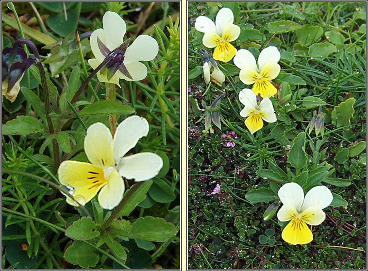 Sand Pansy, Viola tricolor subsp. curtisii, Goirmn duimhche
