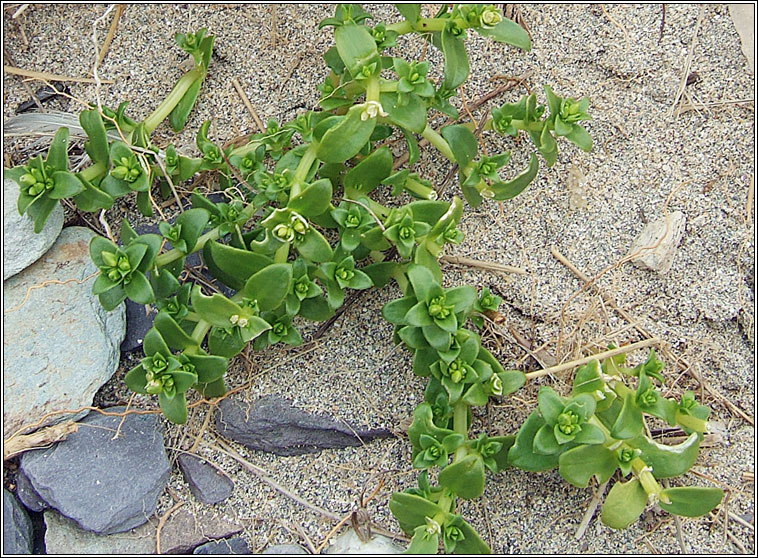 Sea Sandwort, Honckenya peploides, Gaineamhlus mara