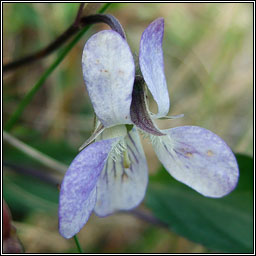 Pale Dog-violet, Viola lactea, Sailchuach liath